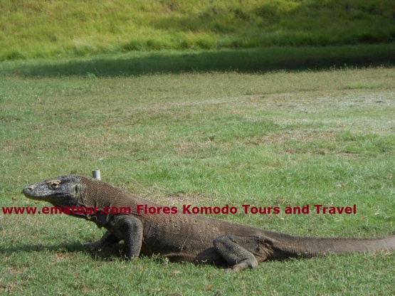Komodo Dragon Tours and Travel 